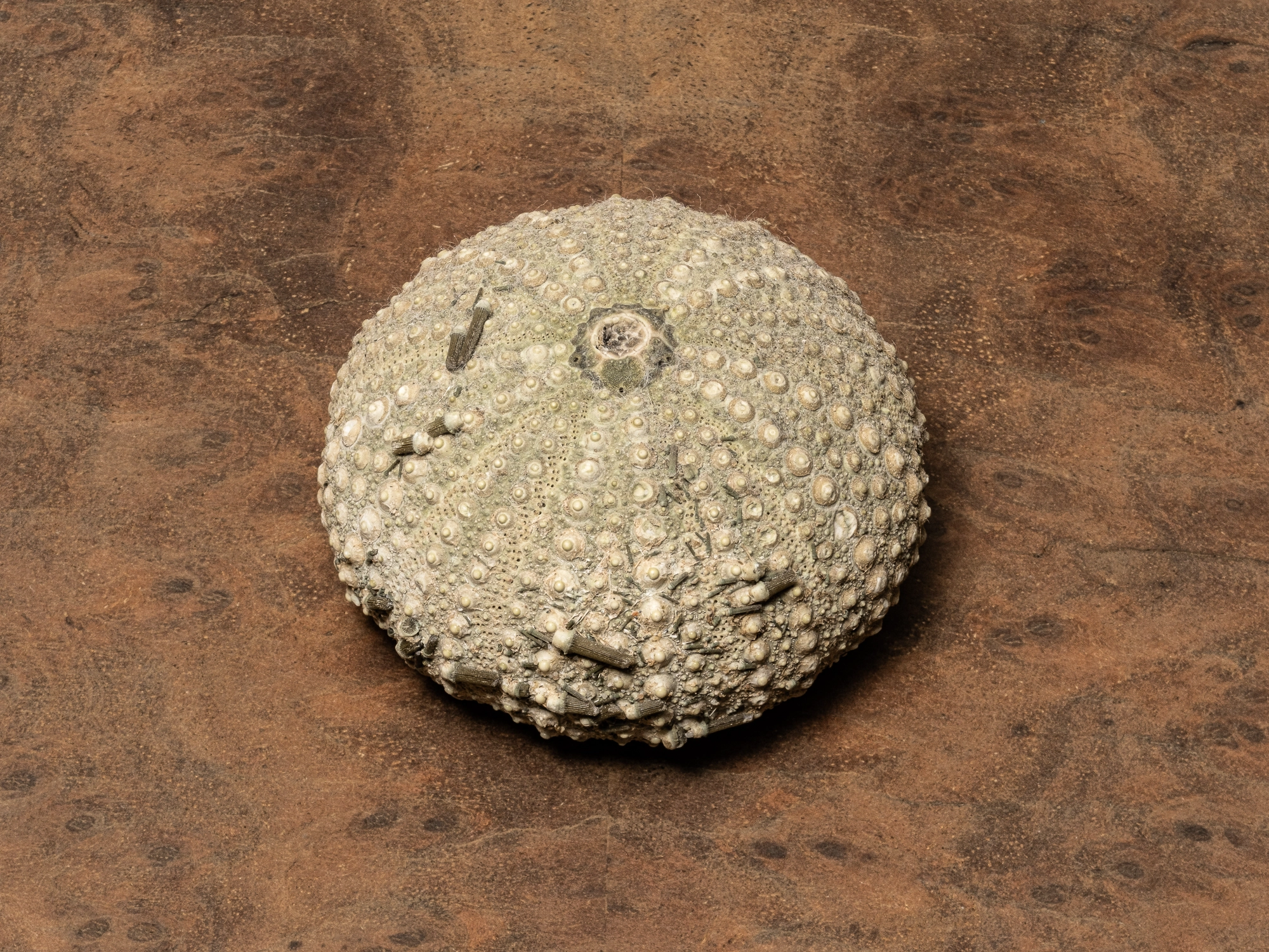 TEGG – Bild »Seestern auf furnierter Platte« aus Bilderserie »Die CAMBO-Experimente«