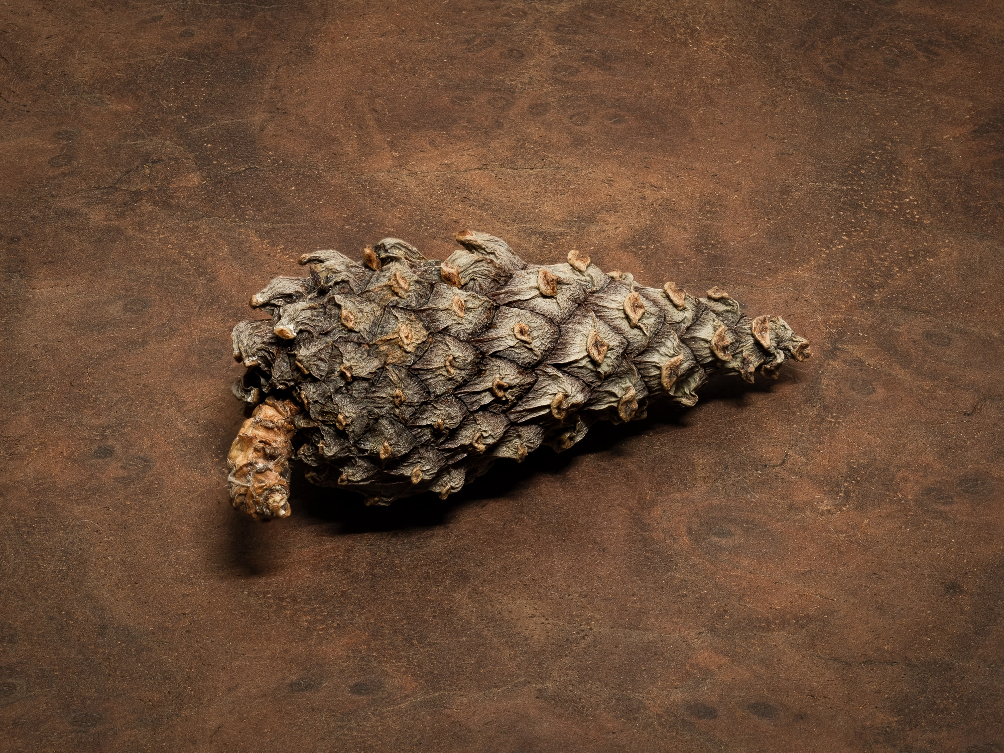 TEGG – Bild »Zapfen auf furnierter Platte« aus Bilderserie »Die CAMBO-Experimente«