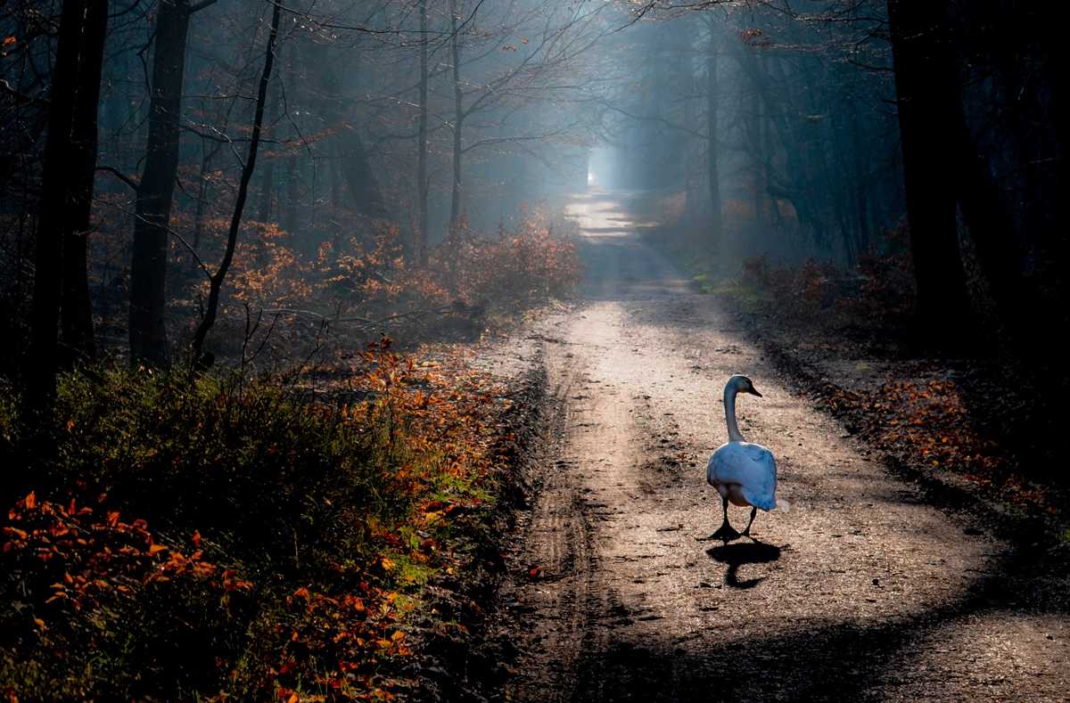 teaser image artist two